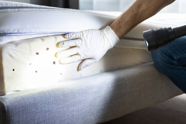 Best Termite Control Services  in Gering, NE