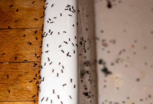 Flea Control Services in Gering, NE